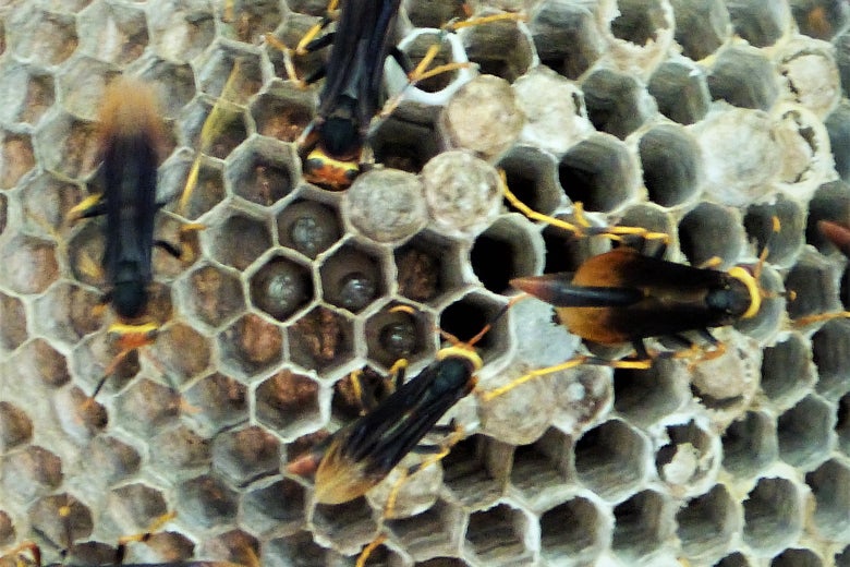 A wasp's nest.